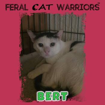 Bert -  Domestic Short Hair Cat for Adoption in Kingman, Arizona - Bert | PetCurious
