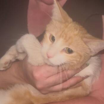 Domestic Short Hair Cats Available for Adoption in Long Beach, California - April | PetCurious