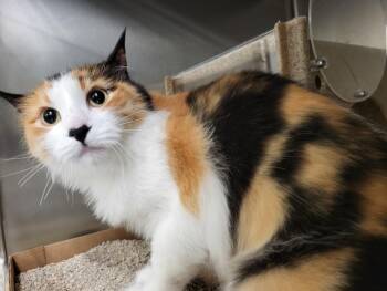 PISO -  Domestic Medium Hair Cat for Adoption in Burbank, California - PISO | PetCurious