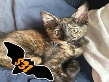 Rescue Domestic Short Hair Cats for Adoption in Santa Cruz, California - SNICKERS* | PetCurious