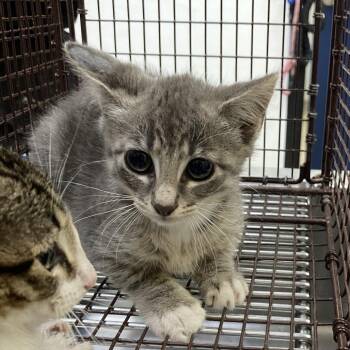 Kirk -  Domestic Short Hair Cat for Adoption in Galveston, Texas - Kirk | PetCurious