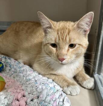61301860 -  Domestic Short Hair Cat for Adoption in Elko, Nevada - 61301860 | PetCurious