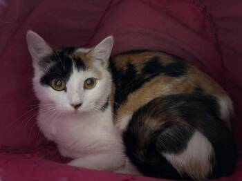 Domestic Short Hair Cats Available for Adoption in Kansas City, Missouri - Cookie Dough | PetCurious