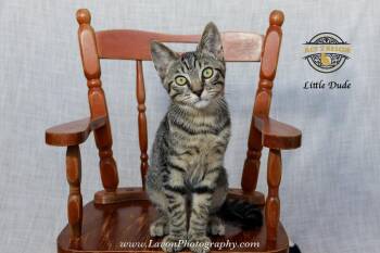 Little Dude 2 -  Domestic Short Hair Cat for Adoption in Riverside, California - Little Dude 2 | PetCurious