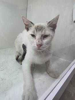 A1269475 -  Domestic Short Hair Cat for Adoption in Winter Haven, Florida - A1269475 | PetCurious