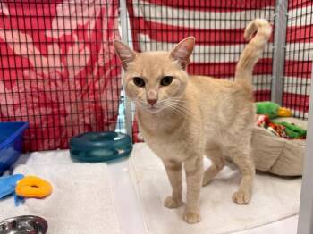 Pyere -  Domestic Short Hair Cat for Adoption in Raleigh, North Carolina - Pyere | PetCurious