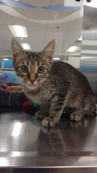 Kiko -  Domestic Short Hair Cat Available for Adoption in Corpus Christi, Texas - Kiko | PetCurious