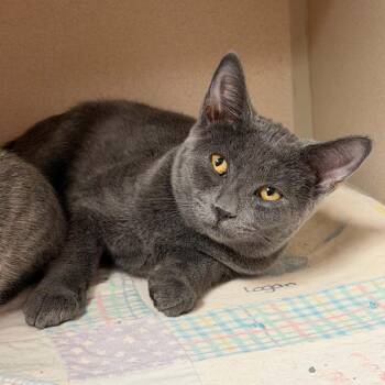 Louis 260629 -  Domestic Short Hair Cat for Adoption in Gladstone, Michigan - Louis 260629 | PetCurious