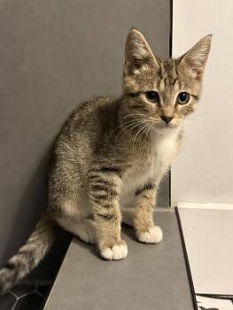 Kirk -  Domestic Short Hair Cat for Adoption in Ferndale, Michigan - Kirk | PetCurious