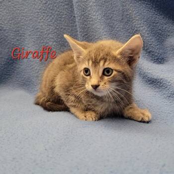 Giraffe -  Domestic Short Hair Cat for Adoption in Parkersburg, West Virginia - Giraffe | PetCurious