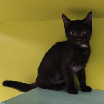 Mystic -  Domestic Short Hair Cat for Adoption in Jersey City, New Jersey - Mystic | PetCurious