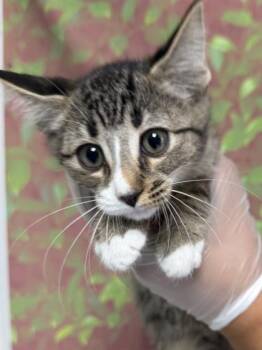 MATCHA -  Domestic Short Hair Cat for Adoption in San Antonio, Texas - MATCHA | PetCurious