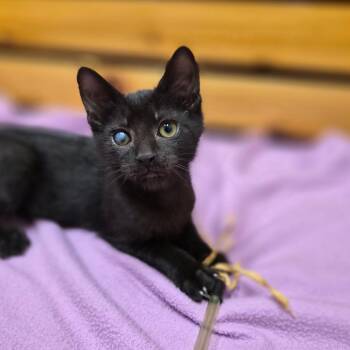 Tempo -  Domestic Short Hair and Mixed Breed Cat for Adoption in Woodstock, Illinois - Tempo | PetCurious