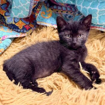 Malcolm* -  Domestic Short Hair Cat for Adoption in San Gabriel, California - Malcolm* | PetCurious