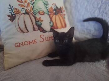 Clove -  Domestic Short Hair Cat for Adoption in Lancaster, California - Clove | PetCurious