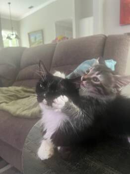 Domestic Medium Hair Cats Available for Adoption in New York, New York - Lacey | PetCurious
