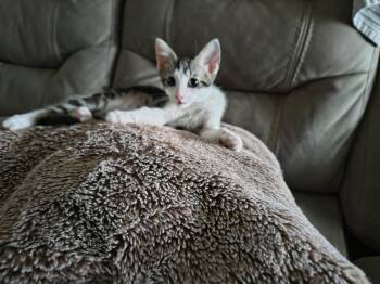 Boost (2230) -  Domestic Short Hair Cat for Adoption in Zephyrhills, Florida - Boost (2230) | PetCurious