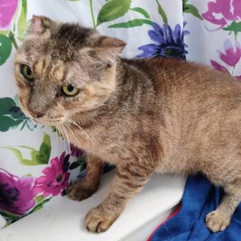 Domestic Short Hair Cats Available for Adoption - Scrappy | PetCurious
