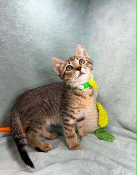 Elijah -  Domestic Short Hair Cat Available for Adoption in Tavares, Florida - Elijah | PetCurious