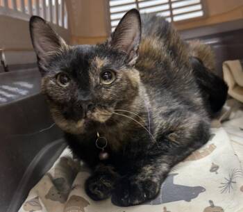 Monarch Blossom -  Tortoiseshell and Domestic Short Hair Cat for Adoption in Chandler, Arizona - Monarch Blossom | PetCurious