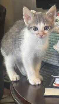 Poky Joe -  Domestic Short Hair Cat for Adoption in Omaha, Nebraska - Poky Joe | PetCurious