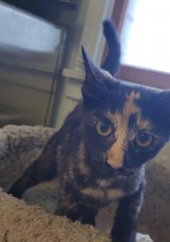 CLOVER -  Domestic Short Hair Cat for Adoption in Sandusky, Ohio - CLOVER | PetCurious