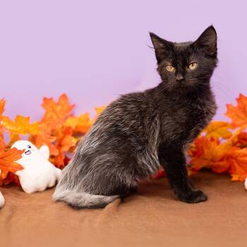 Rescue Domestic Medium Hair Cats for Adoption in Durham, North Carolina - Gogurt | PetCurious