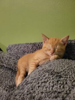 Domestic Short Hair Cats Available for Adoption in Zimmerman, Minnesota - Popcorn | PetCurious