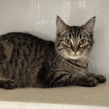 Domestic Short Hair Cats Available for Adoption - Baby Spice | PetCurious