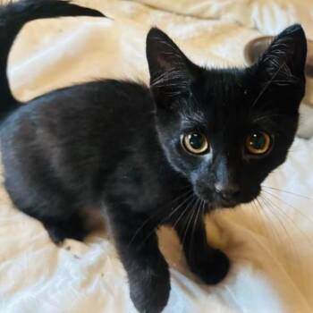 Boo (26-4755) -  Domestic Short Hair Cat for Adoption in Gordonsville, Tennessee - Boo (26-4755) | PetCurious