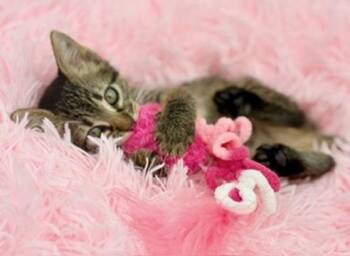 Mango Sticky Rice -  Tabby Cat for Adoption in Covington, Louisiana - Mango Sticky Rice | PetCurious