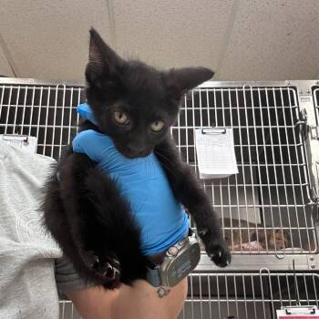 Bean 26-06-121 -  Domestic Medium Hair Cat for Adoption in Bastrop, Texas - Bean 26-06-121 | PetCurious