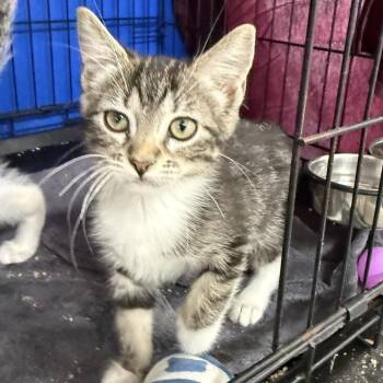 Prosecco -  Domestic Short Hair Cat for Adoption in Los Angeles, California - Prosecco | PetCurious