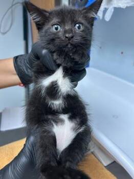 Star Crunch (pink) -  Domestic Short Hair Cat for Adoption in Largo, Florida - Star Crunch (pink) | PetCurious