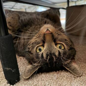 Domestic Short Hair Cats Available for Adoption - Barney | PetCurious