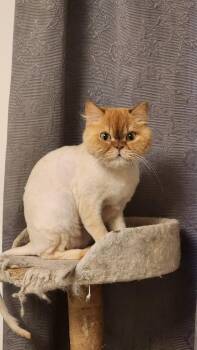 Persian Cats Available for Adoption in Lunenburg, Massachusetts - Donut | PetCurious