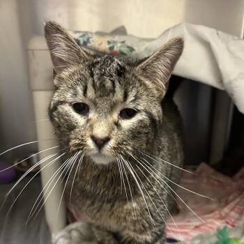 Domestic Short Hair Cats Available for Adoption in Flagstaff, Arizona - Mr. Saxobeat | PetCurious