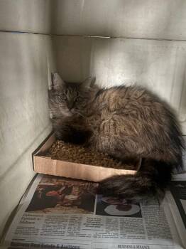 HC25 -  Domestic Short Hair Cat for Adoption in Cincinnati, Ohio - HC25 | PetCurious