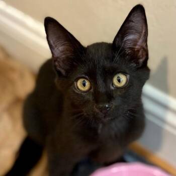 Walter -  Domestic Short Hair Cat for Adoption in Long Beach, California - Walter | PetCurious