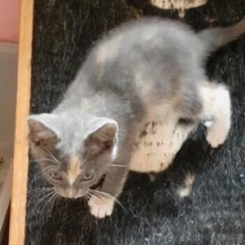 Pastel -  Domestic Short Hair Cat for Adoption in Richmond, Virginia - Pastel | PetCurious