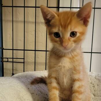 Ram -  Domestic Short Hair Cat for Adoption in Tempe, Arizona - Ram | PetCurious