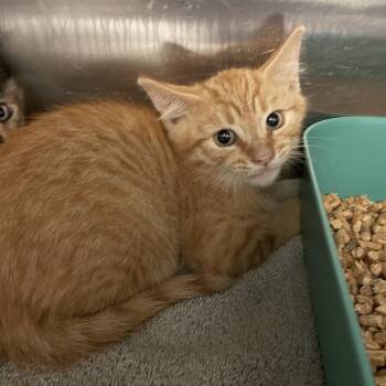Chaz -  Domestic Short Hair Cat for Adoption in Port Charlotte, Florida - Chaz | PetCurious