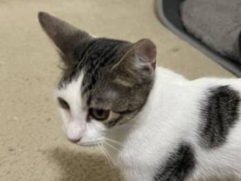 Popeye -  Domestic Short Hair Cat for Adoption in Liverpool, Texas - Popeye | PetCurious