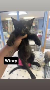 Winry -  Domestic Short Hair Cat for Adoption - Winry | PetCurious