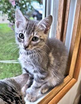 Mouse -  Tabby Cat for Adoption in Rutherfordton, North Carolina - Mouse | PetCurious