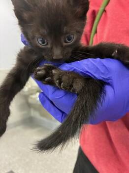 A138323 -  Domestic Short Hair Cat for Adoption in Palmetto, Florida - A138323 | PetCurious