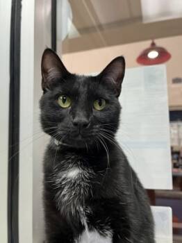 Rescue Domestic Short Hair Cats for Adoption in Houston, Texas - Riddle | PetCurious