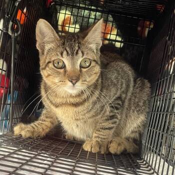 bingo -  Domestic Short Hair Cat for Adoption in Philadelphia, Pennsylvania - Bingo | PetCurious