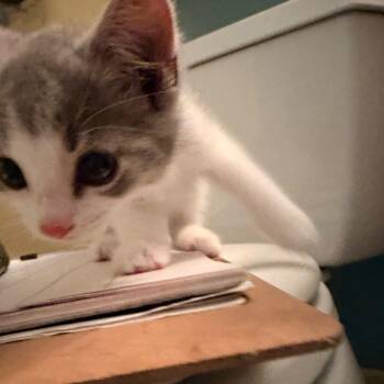 Domestic Short Hair Cats Available for Adoption - Cloudy In Oakton, VA | PetCurious