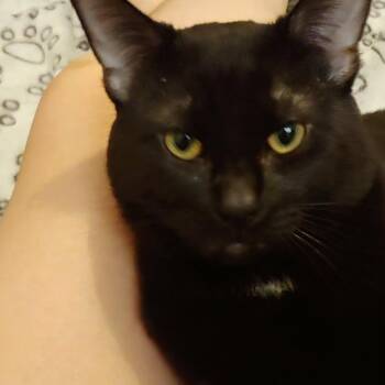 Frank -  Domestic Short Hair Cat for Adoption in Hamilton, Ontario - Frank | PetCurious